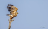 Serondella - Taking wing Serondella - Taking wing